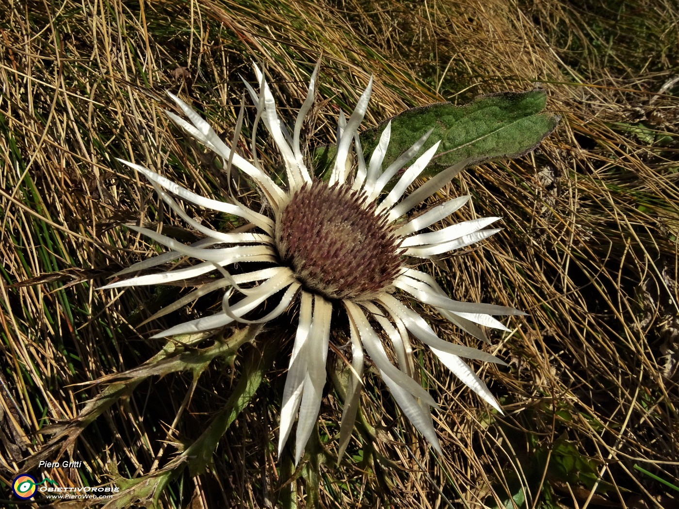 22 Carlina bianca (Carlina acaulis).JPG